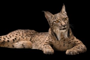 Small Cats Iberian Lynx