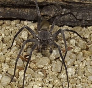 Califorctenus_cacachilensis giant spider close