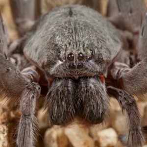 Califorctenus_cacachilensis giant spider face