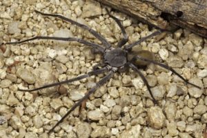 Califorctenus_cacachilensis giant spider full