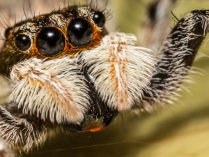 Spider Califorctenus cacachilensis