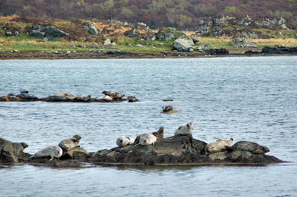 seals-loch-an-tsailein-islay-skerries