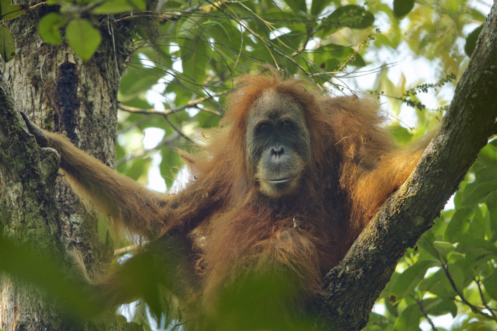 New Great Ape Species Identified as Tapanuli Orangutan One Man #39 s World