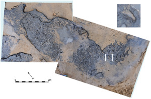 earliest human footprints outside Africa PLOS ONE 