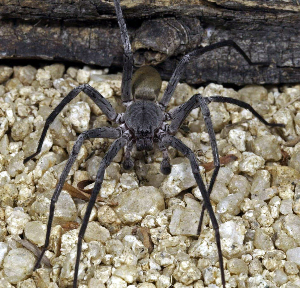Califorctenus_cacachilensis giant spider lit