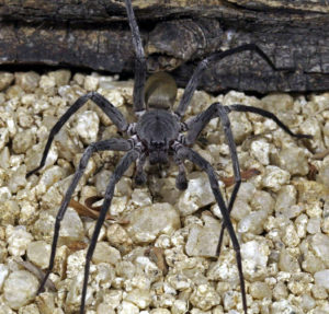 Califorctenus_cacachilensis giant spider lit