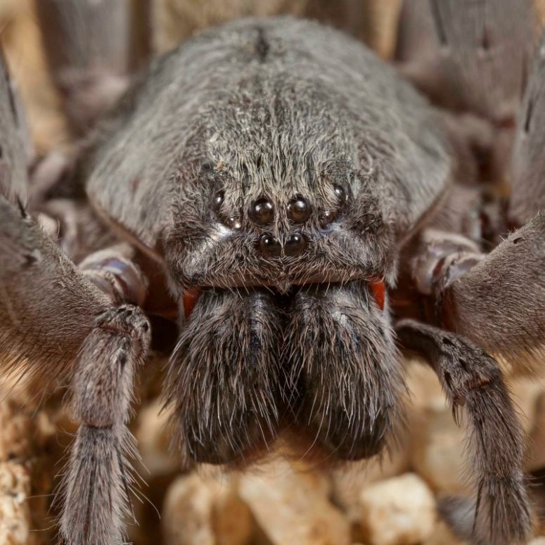 New Species of Giant Spider Announced - One Man's World