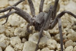 Califorctenus_cacachilensis giant spider